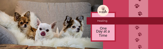 Healing a Pet Loss