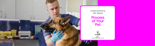 Understanding the Aging Process of Your Pet