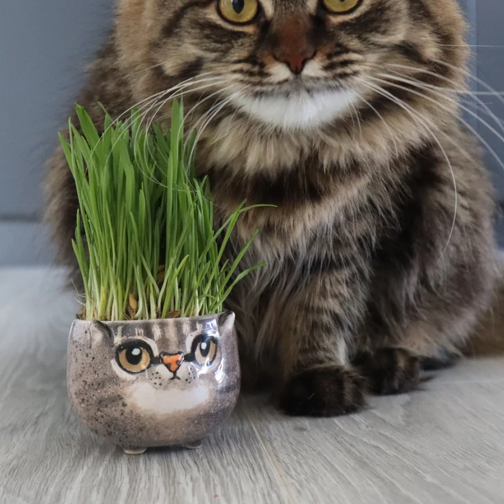 Custom Cat Portrait Pottery Seedling Planter | Personalized Pet Ceramic Succulent Dish