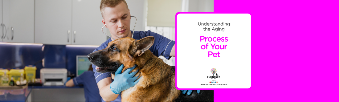 Understanding the Aging Process of Your Pet