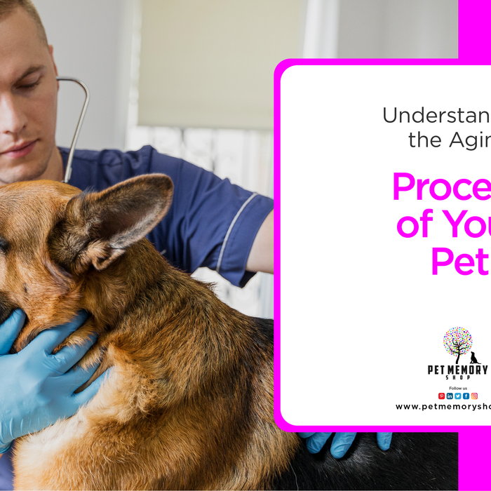 Understanding the Aging Process of Your Pet